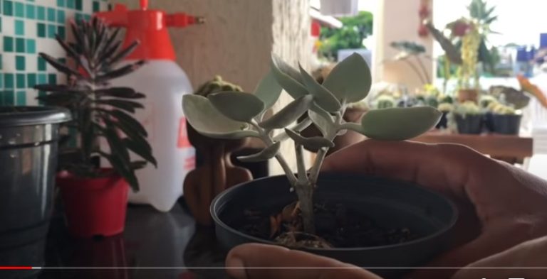 Unveiling the Kalanchoe Hildebrandtii: A Guide to Growing the Silver Ghost Plant