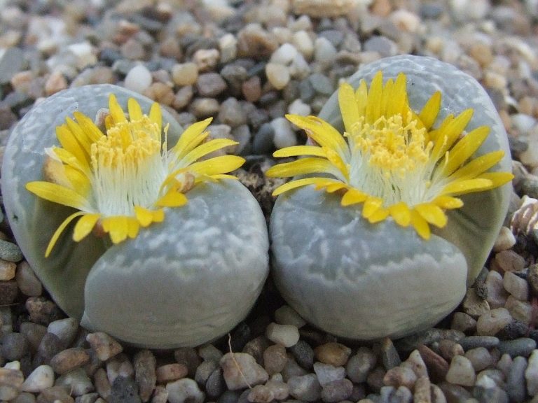 A Closer Look at Lithops Herrei: The Living Stones of the Desert