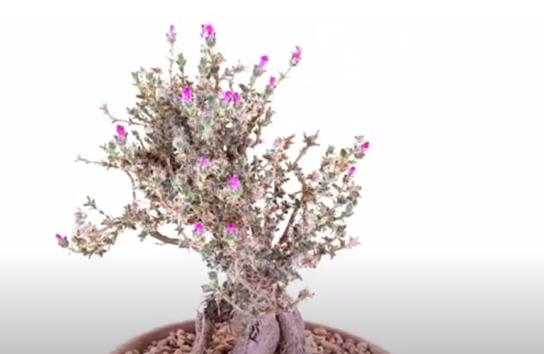 Trichodiadema Bulbosum: A Unique and Fascinating Succulent
