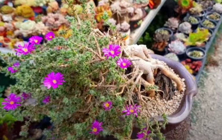 A Guide to Growing and Caring for Trichodiadema densum: The Spirited Succulent