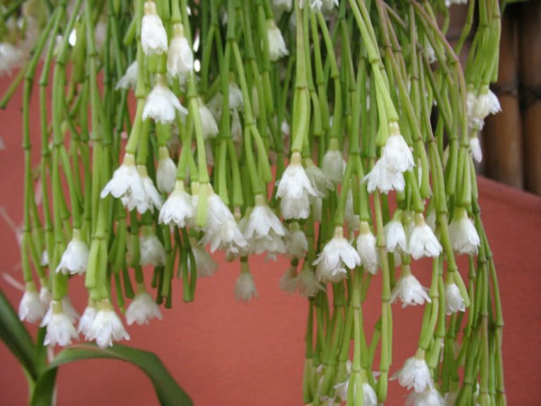 Unveiling the Charm of Rhipsalis Clavata: A Unique Guide to Care and Cultivation